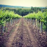 winzerhof_krottendorfer_wein_1